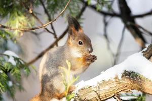 Squirrel in winter sits on a tree photo