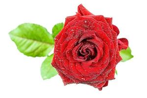 red rose isolated on white background photo