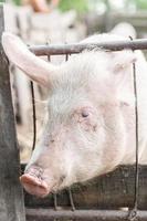 Pig farming raising and breeding of domestic pigs.. photo