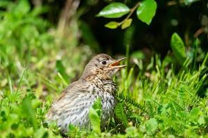 Fieldfare Turdus pilaris on the moss.. photo