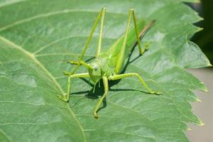 A green grasshopper on a large leaf of grass, in its natural environment. photo