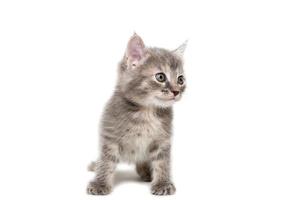 Gray kitten isolated on a white background. photo