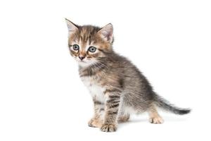 a striped purebred kitten sits on a white background photo