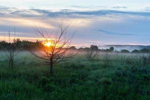 Field and forest at sunset. Tree silhouettes close-up. Evening fog, twilight sky, moonlight. Dark spring landscape. Pastoral rural scene. Nature, seasons, ecology, weather. Panoramic view, copy space photo