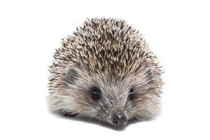 Hedgehog isolate on white background. photo