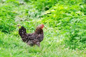 healthy chicken in the garden. photo