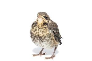 song thrush white background photo