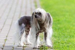 Chinese Crested Dog photo