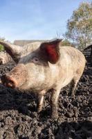 Pig farming raising and breeding of domestic pigs. photo