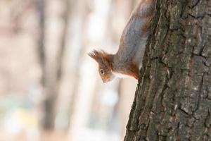 Squirrel in winter sits on a tree. photo