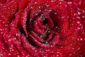 fondo de rosas rojas naturales foto