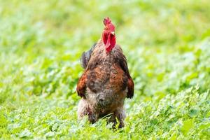 gallo en la hierba. foto