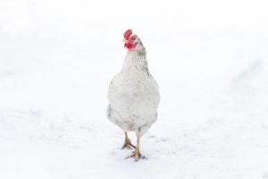 pollo en la nieve en invierno foto