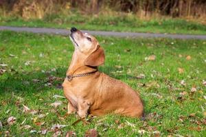 dog dachshund lying on the grass.. photo