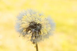 dandelion against nature. photo