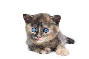 Gray kitten isolated on a white background. photo