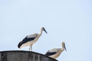 White storks in the nest, spring. photo
