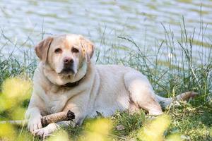 labrador retriever dog on the nature photo