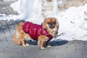 pequeño perrito pequinés en invierno. foto