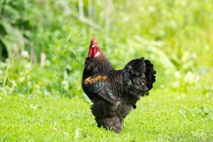 cock on the grass. photo