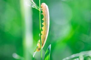 Cimbex femoratus birch Sawfly caterpillars. photo