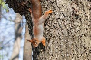 Squirrel in winter sits on a tree. photo