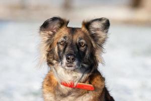 lindo rojo con perro blanco mestizo en un fondo de invierno foto