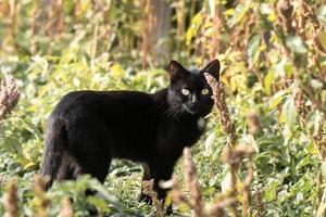 Black and white cat. photo