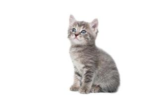 Gray kitten isolated on a white background.. photo