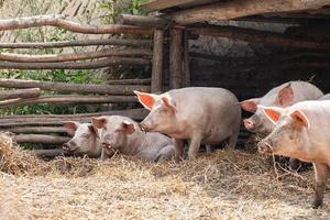 Pig farming raising and breeding of domestic pigs photo