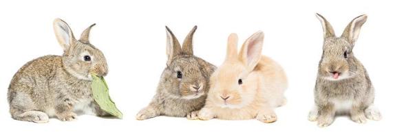 gray and red rabbit on a white background photo