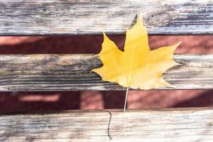 leaf on a wooden background photo