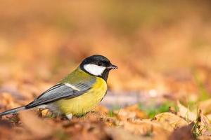 carbonero común de cerca parus major foto