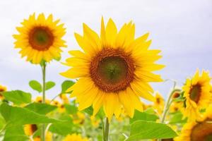 paisaje de campo de girasol. foto