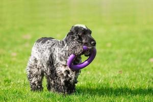 Sitting English cocker spaniel. Autumn background. photo