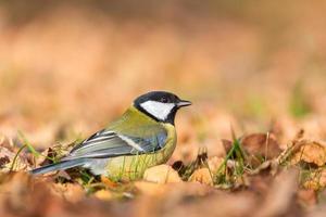 Great tit close up Parus major photo