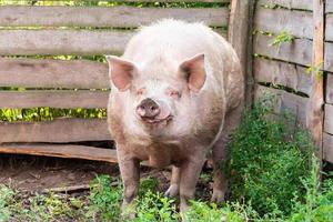 Porcicultura Cría y cría de cerdos domésticos.. foto