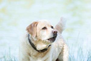 labrador retriever dog on the nature photo