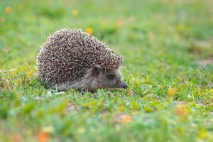 hedgehog on the grass. photo