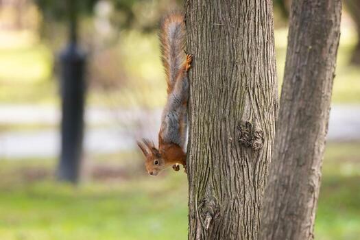 The squirrel with nut sits on a branches in the spring or summer. Portrait of the squirrel close-up. Eurasian red squirrel, Sciurus vulgaris photo
