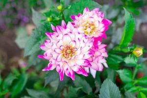 impresionante flor de dalia de color rosa oscuro foto