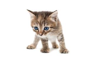 Gray kitten isolated on a white background. photo