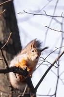 Squirrel in the autumn park. photo