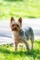 Female Yorkshire Terrier dog. photo