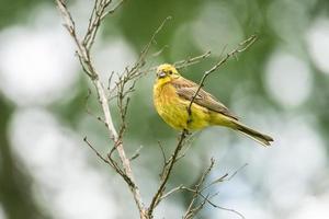 martillo amarillo emberiza citrinella foto