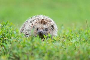 hedgehog on the grass.. photo