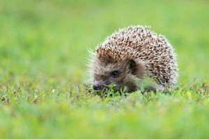 hedgehog on the grass. photo