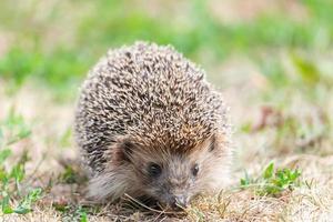 Young beautiful hedgehog in natural habitat outdoors in the nature photo