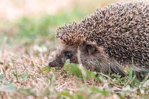 hedgehog on the grass.. photo