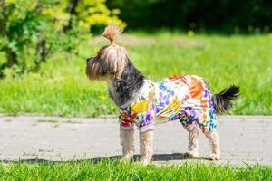 Yorkshire Terrier plays in the park on the grass photo